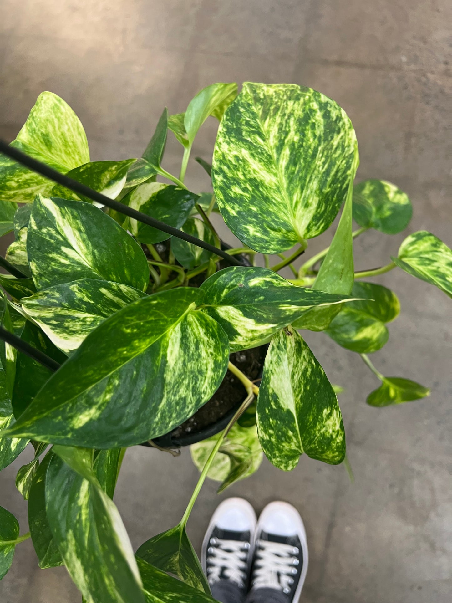 Pothos Hawaiian