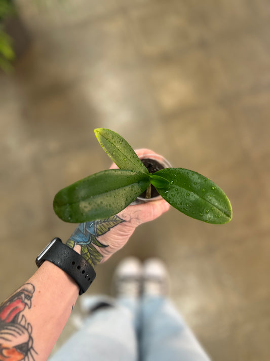 Orchidée