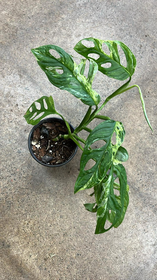 Monstera Adansonii Marble