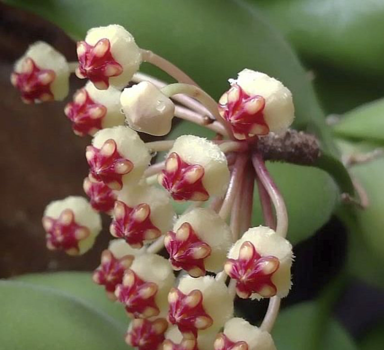 Hoya Brevialata