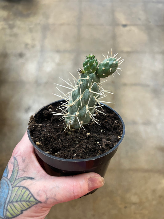 Opuntia Microdasys Tunicata