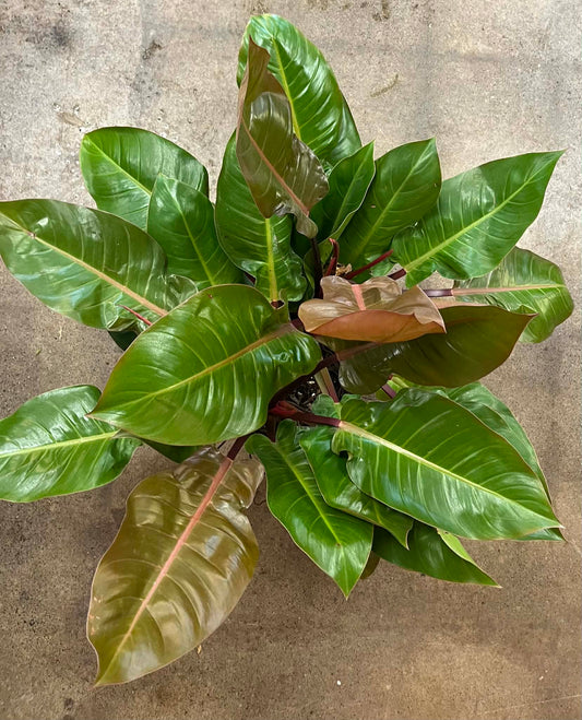 Philodendron Prince Of Orange