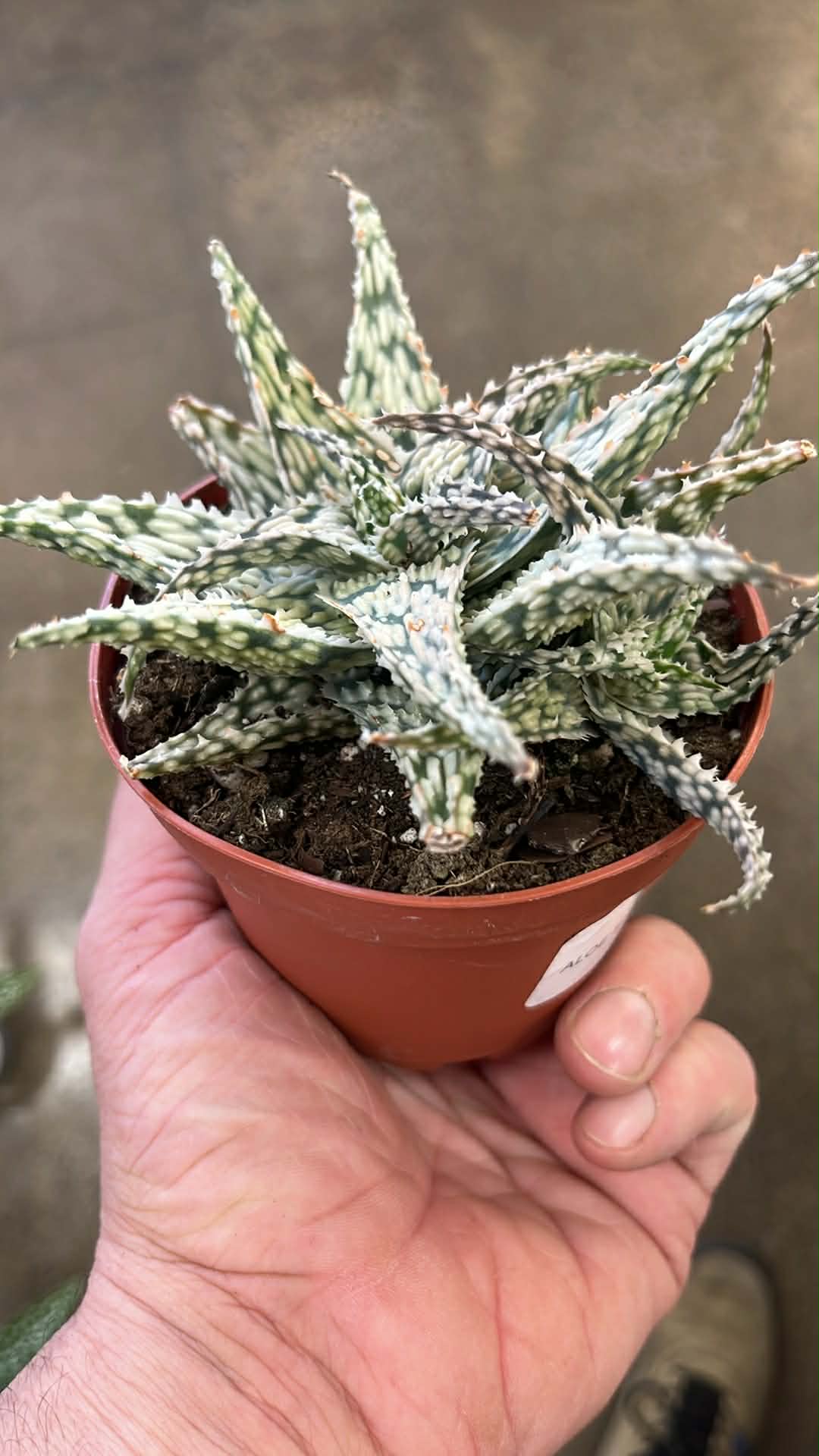 Aloe Snowflake