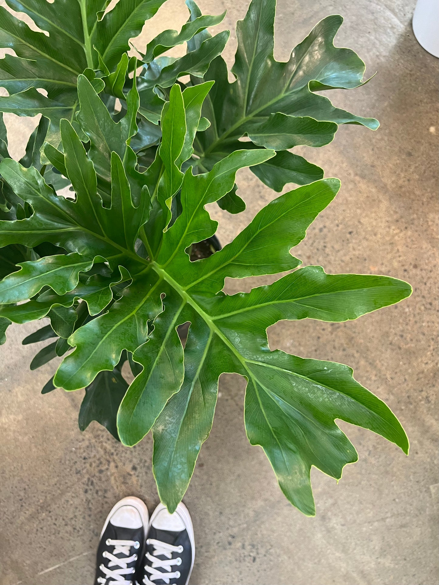 Philodendron Selloum