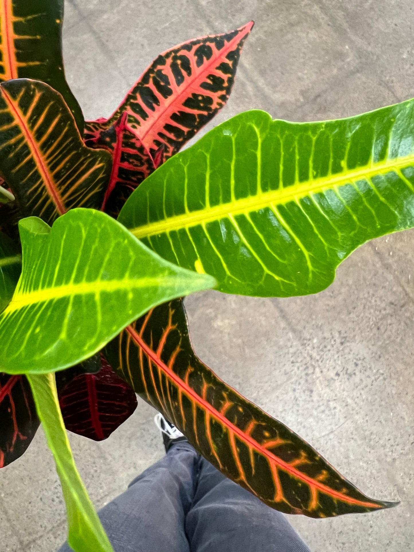 Croton Nervia