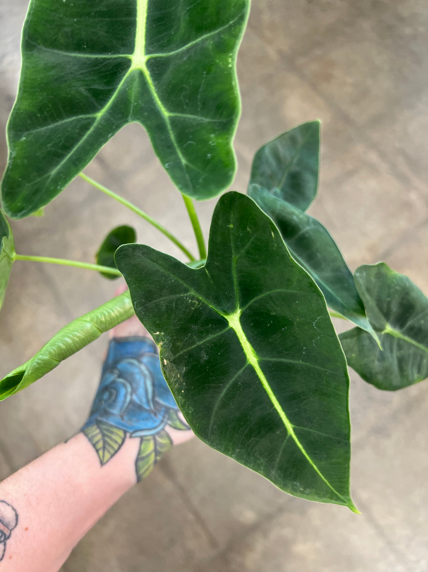 Alocasia Frydek