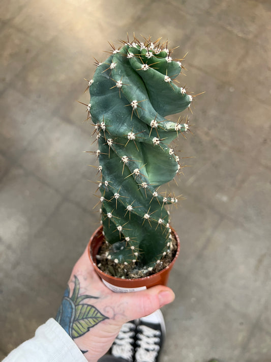 Cactus Spirale