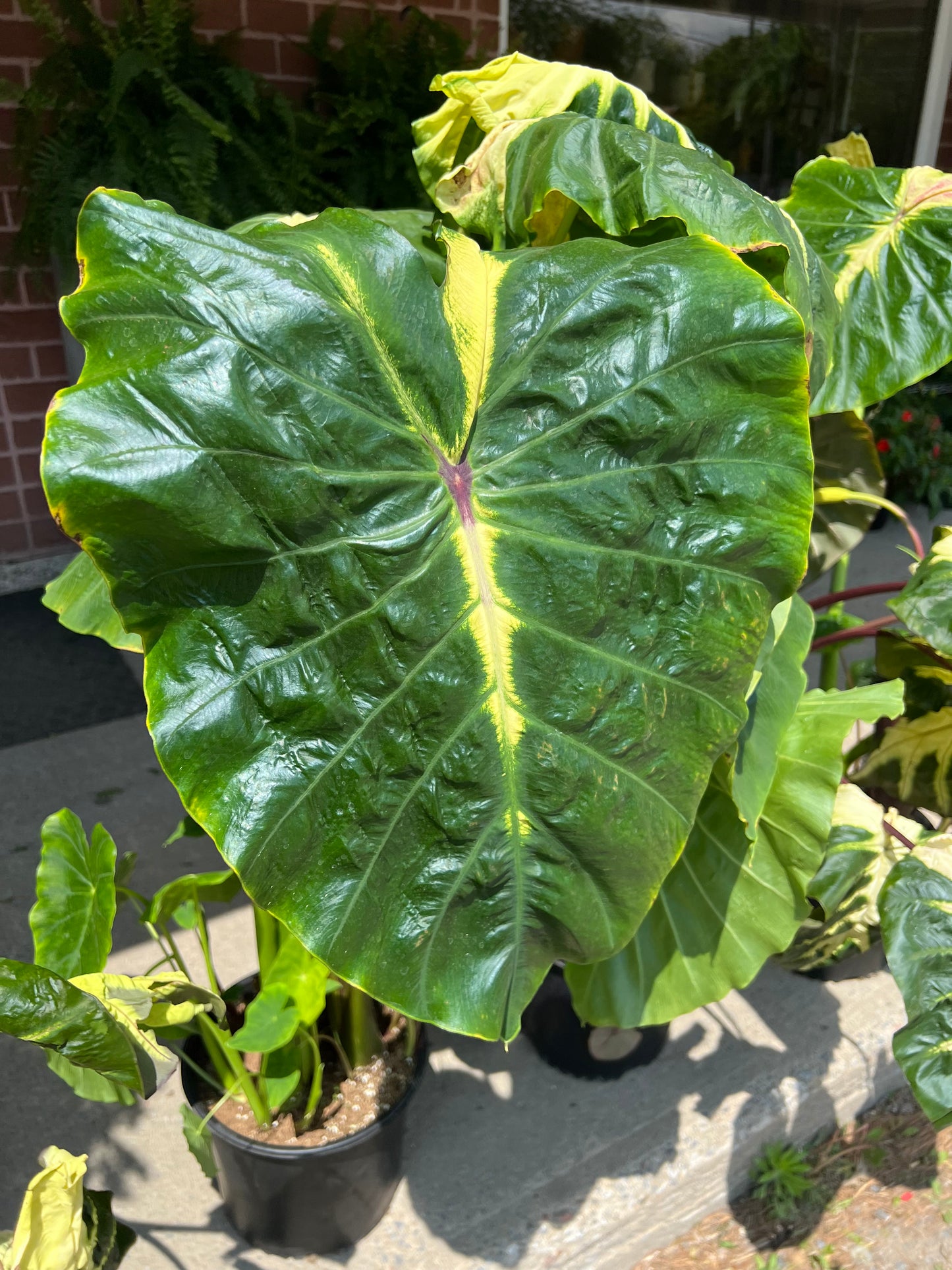 Colocasia White Lava