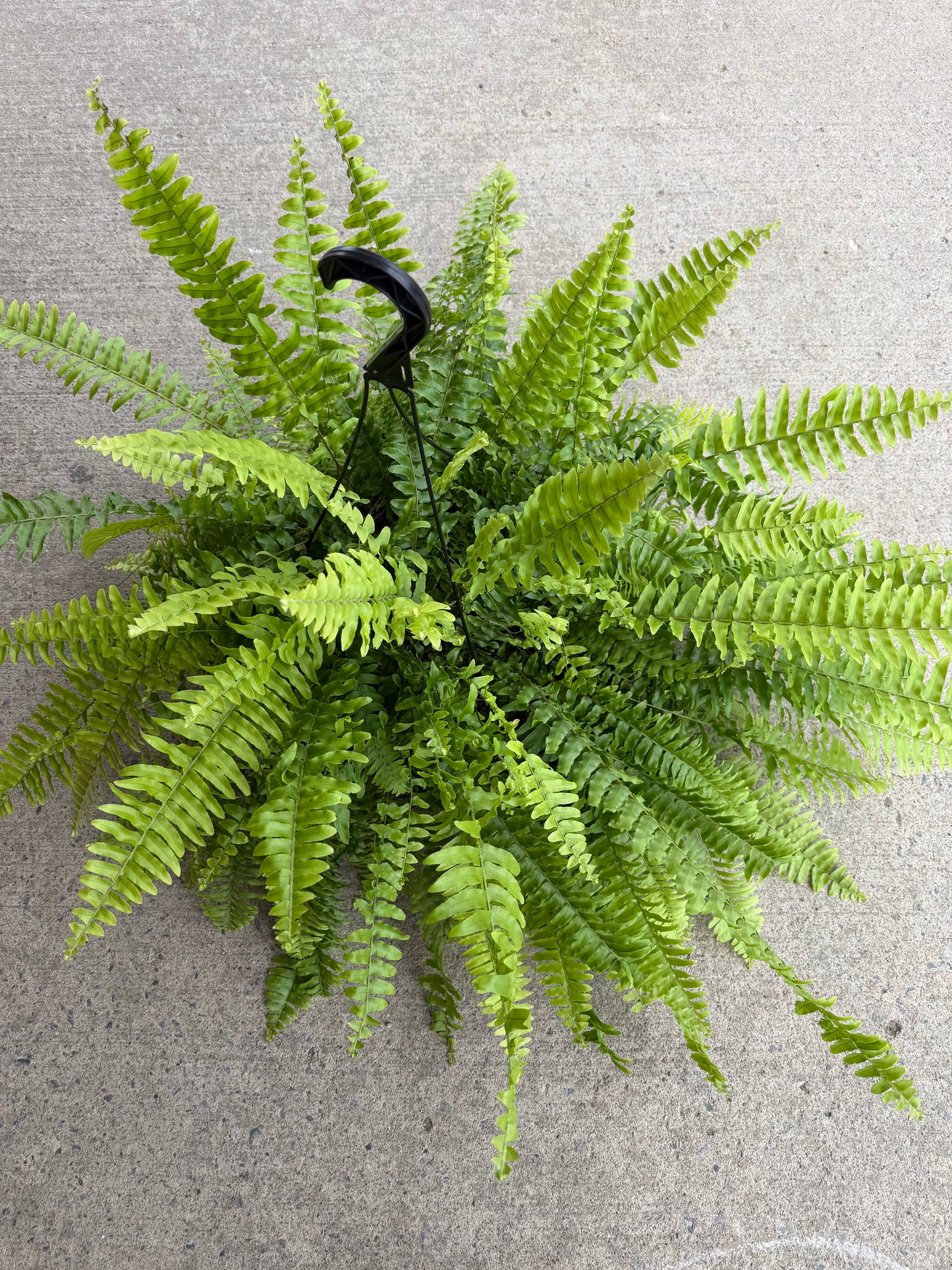 Fern Boston