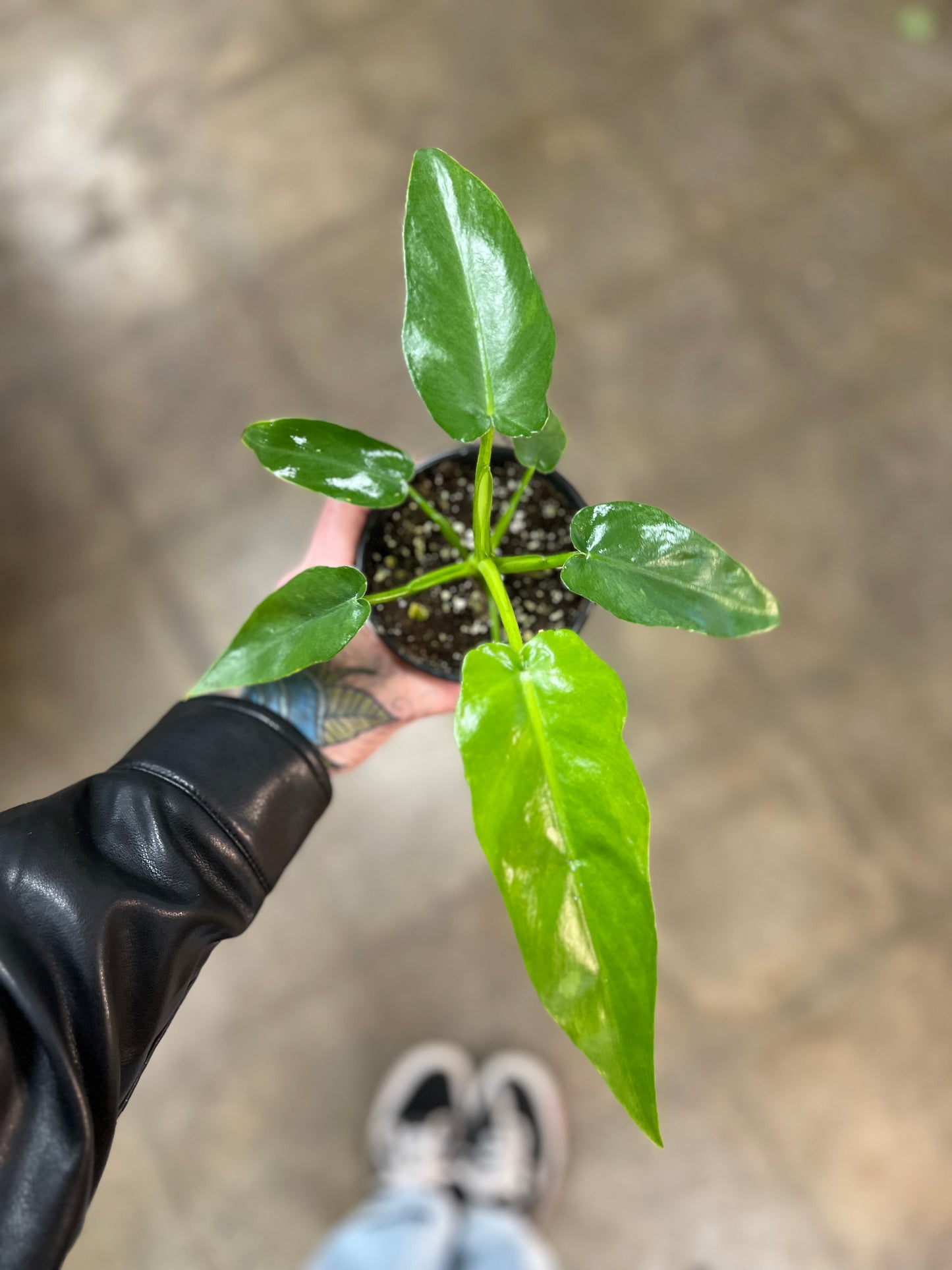 Philodendron Bob Cee