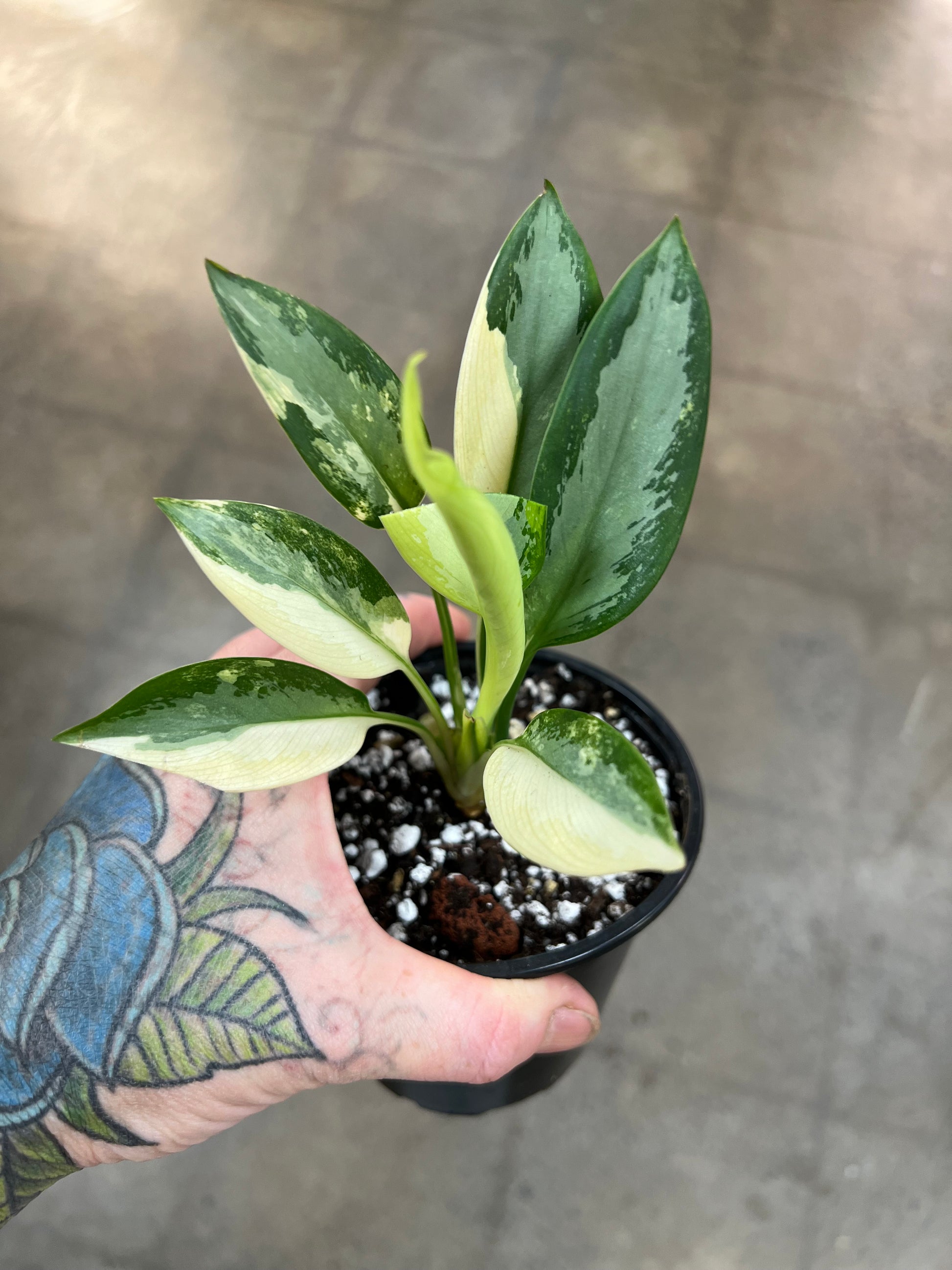 aglaonema suvarnabhumi Aglaonema Suvarnabhumi Variegated