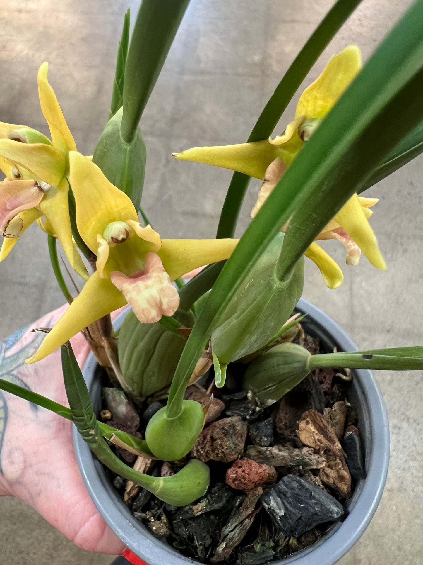 Orchidée Maxillaria/ Coconut Orchid