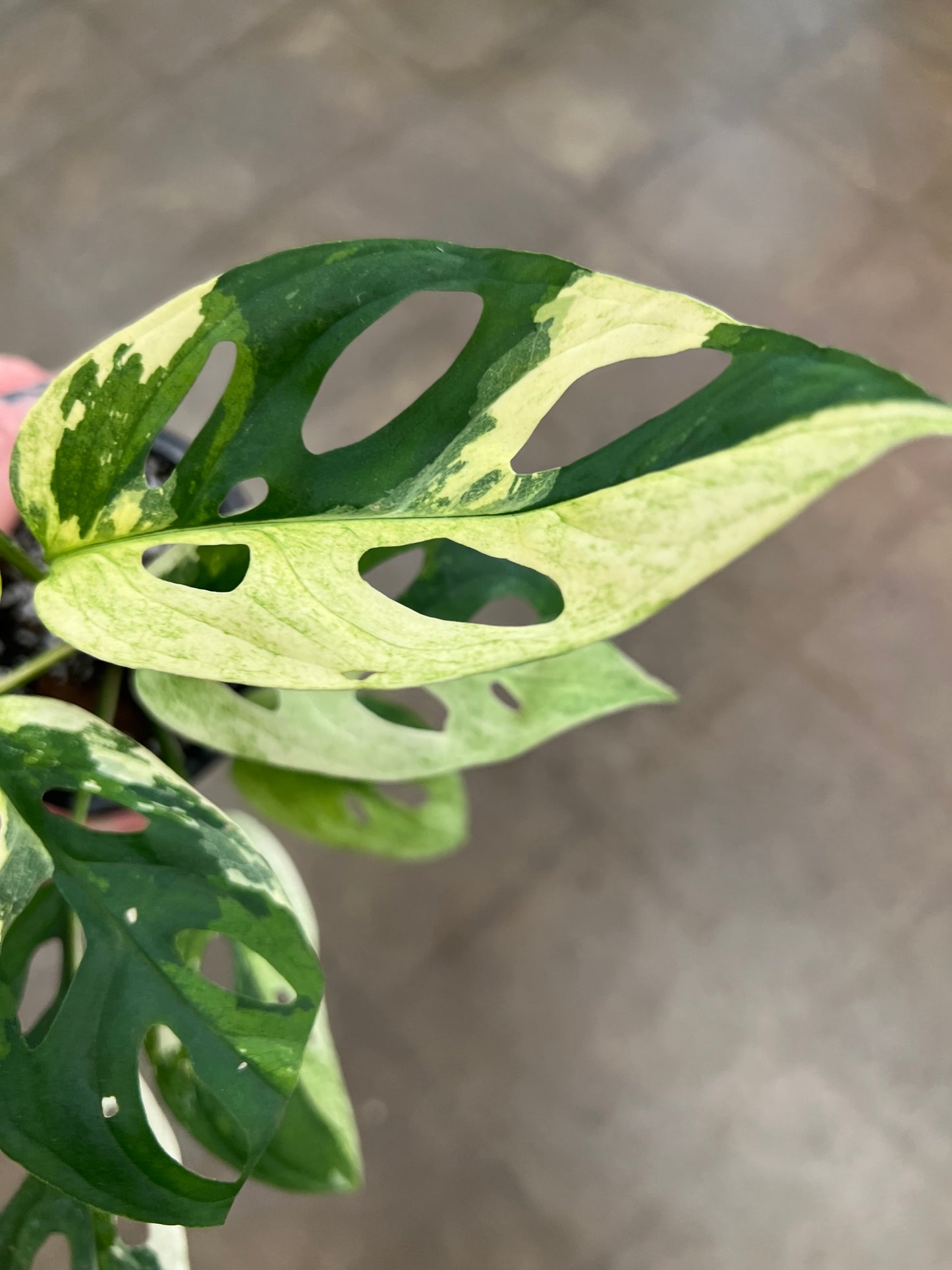 Monstera Adansonii Variegated