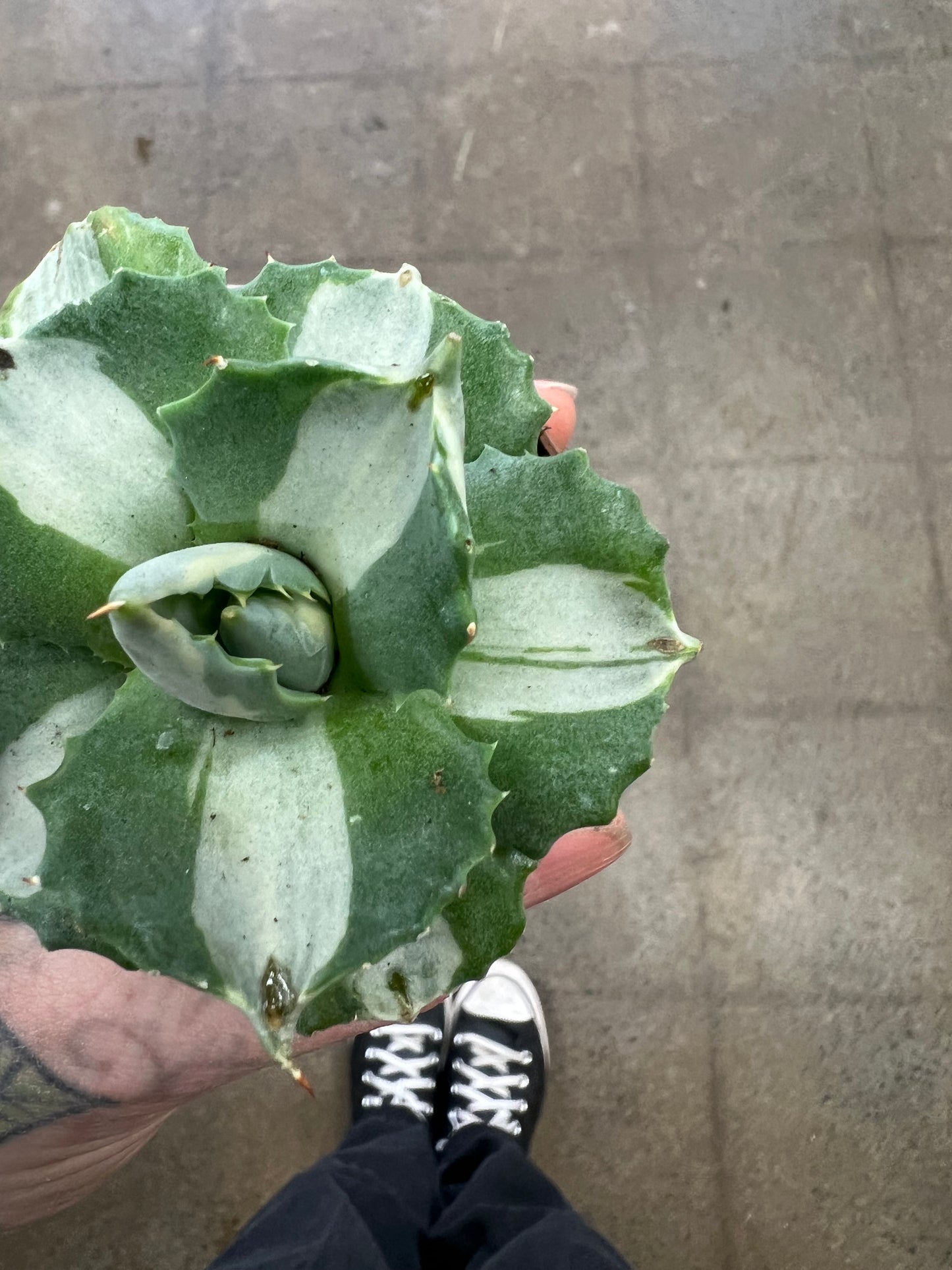 Agave Isthmensis Mediopicta