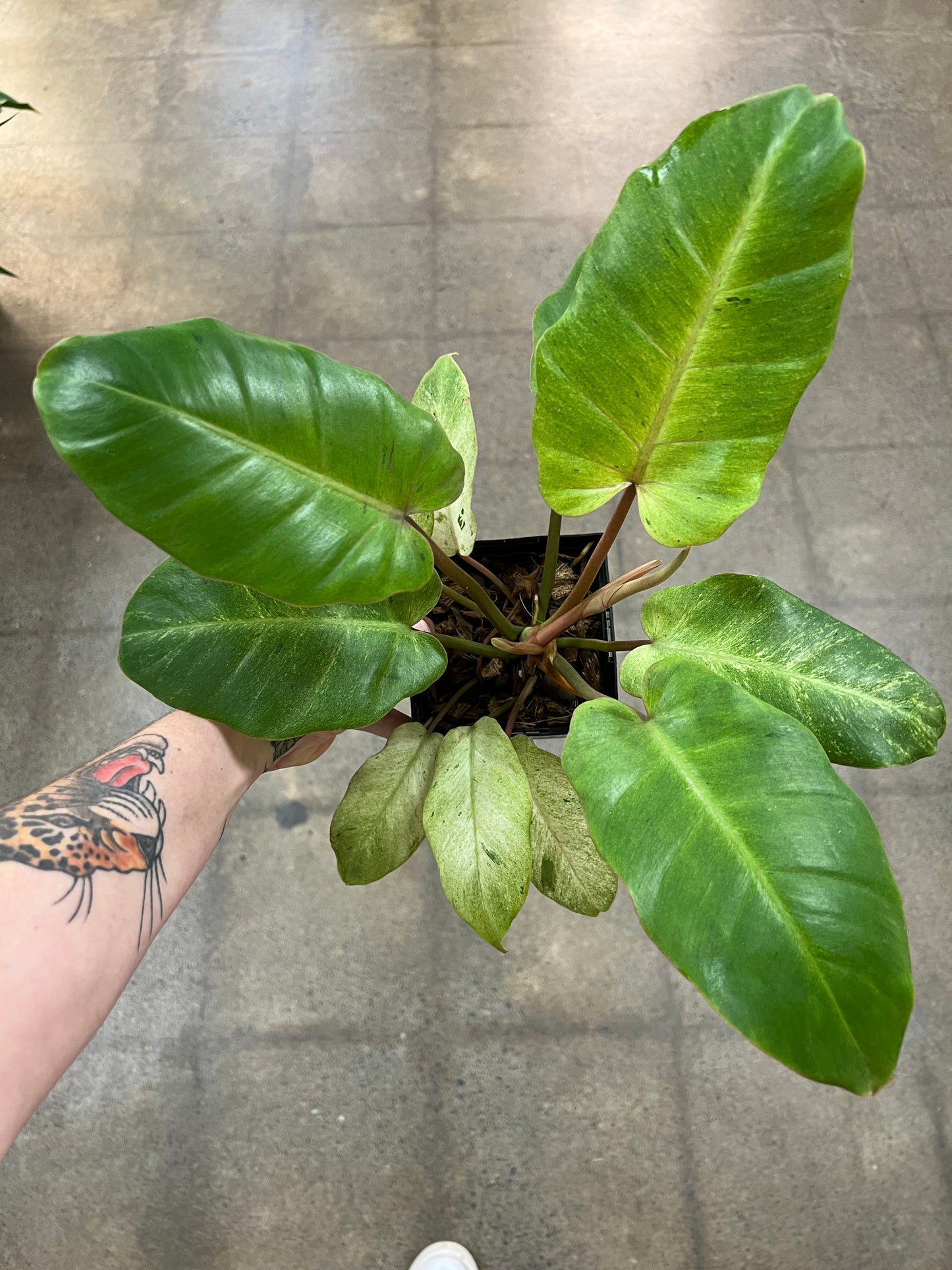 Philodendron Snowdrift