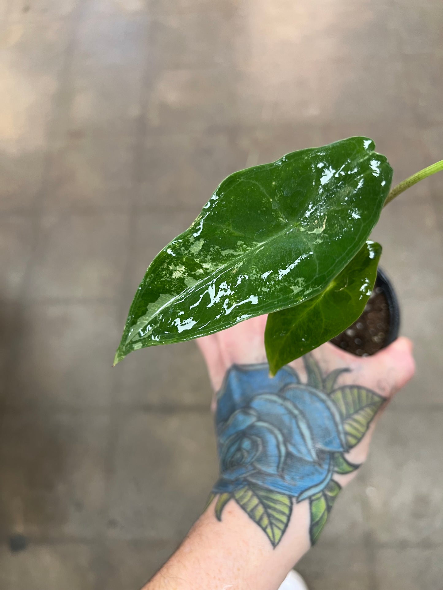 Alocasia Longiloba Variegata