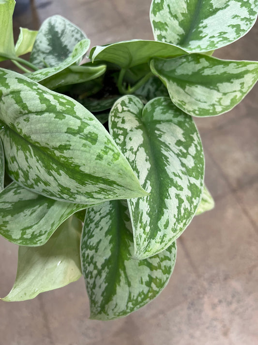 Scindapsus Silver Satin