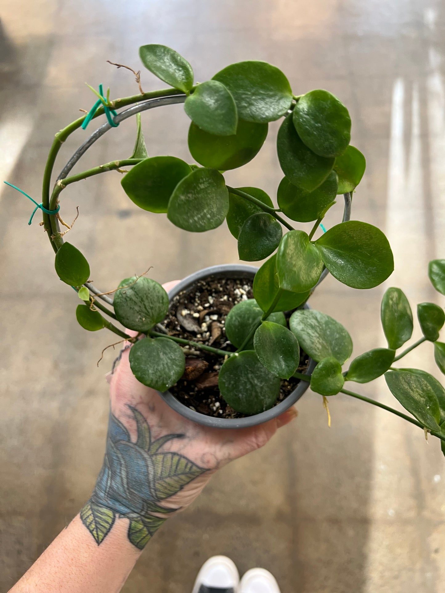 Hoya SP.Biak(Bikensis) Splash