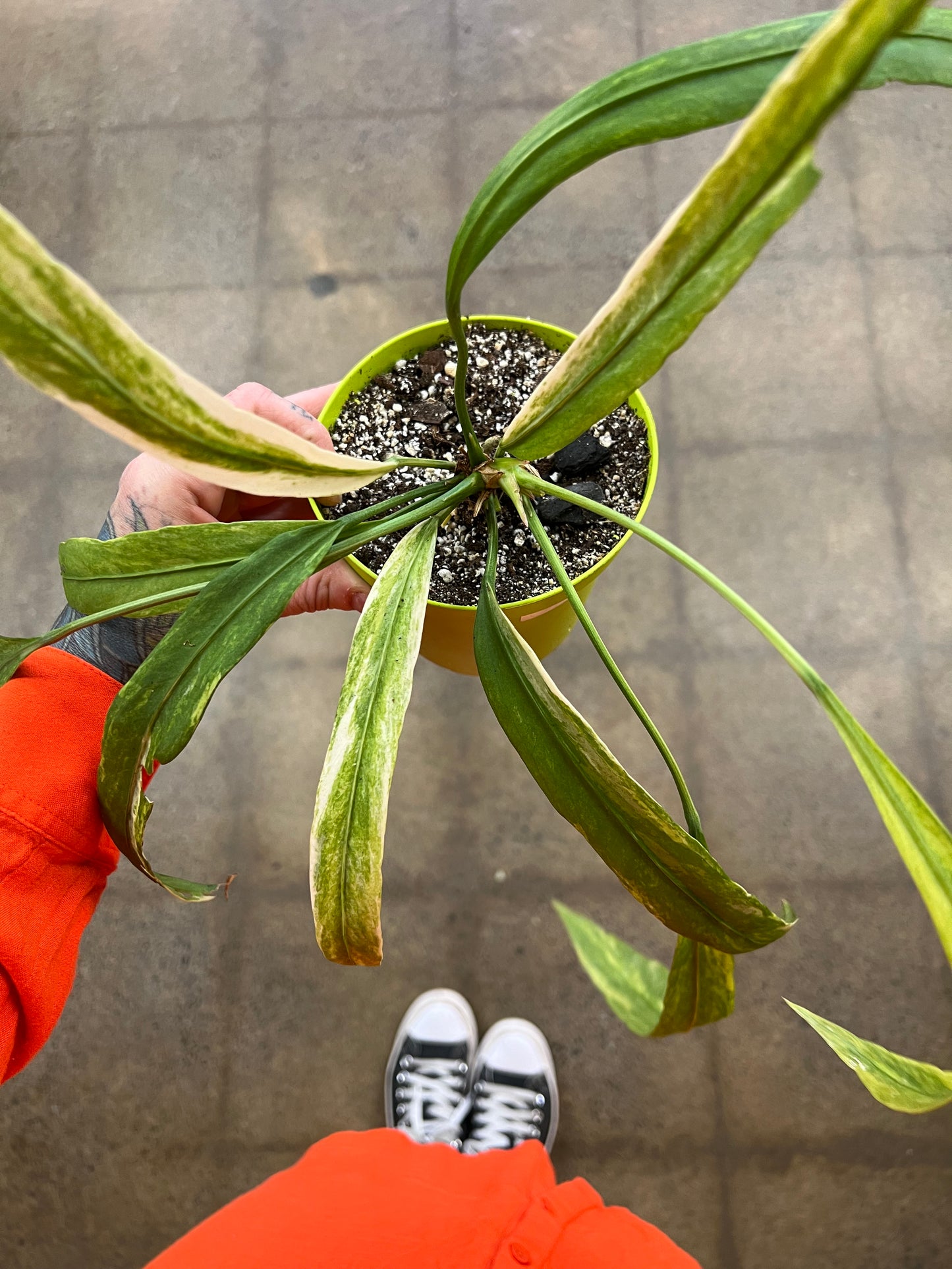 Anthurium Vittarifolium Panaché