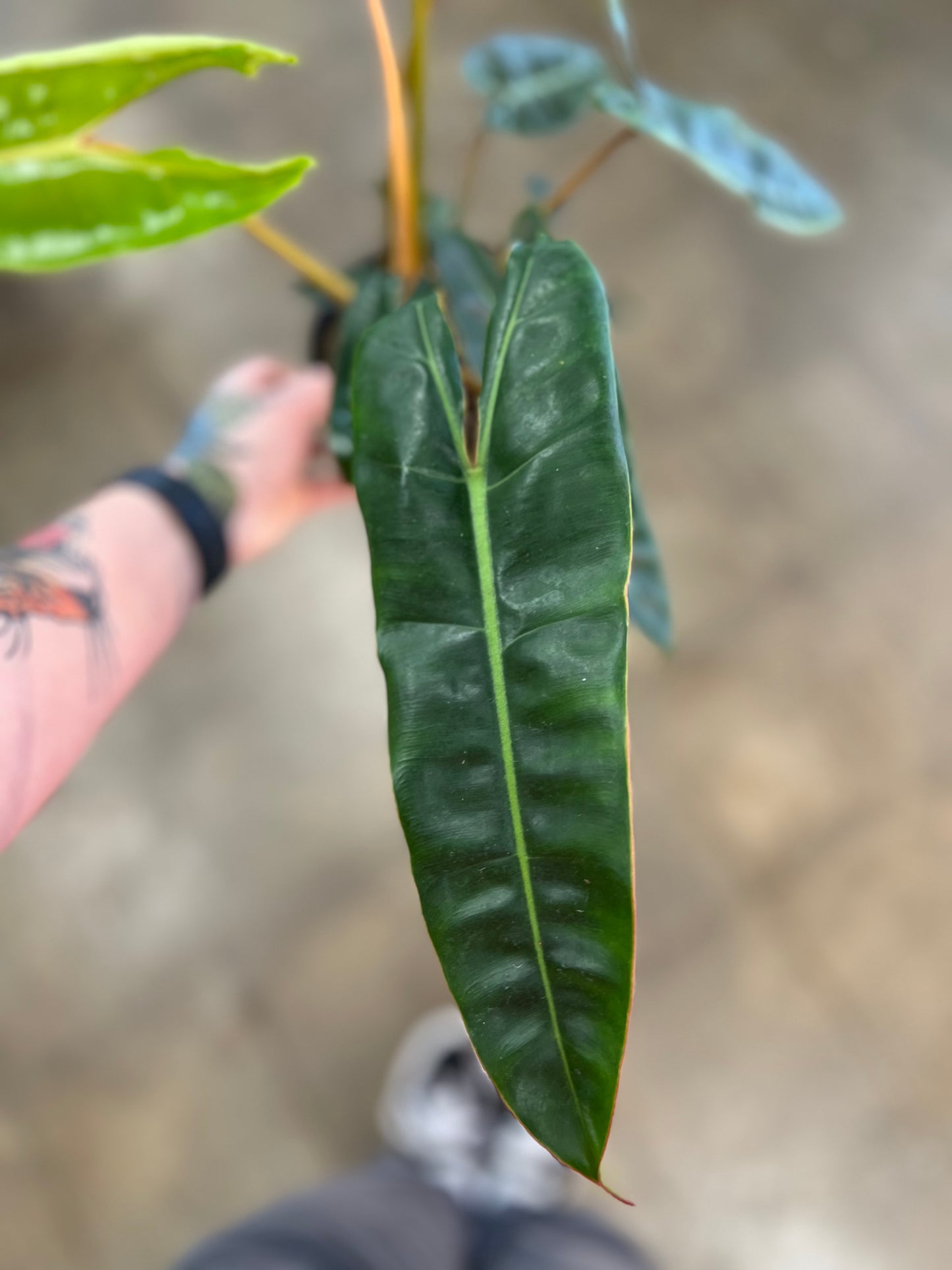 Philodendron Billitiae