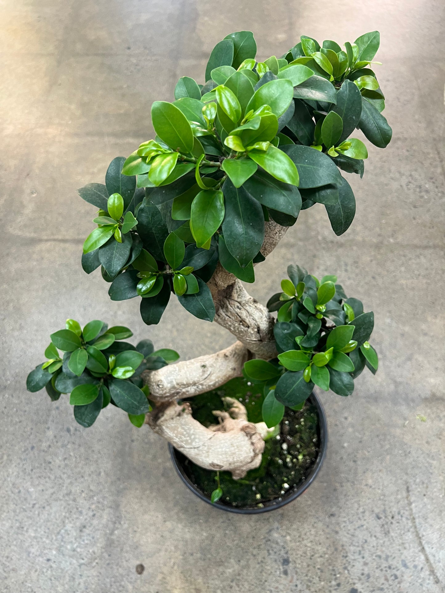 Bonsai Ficus Retusa