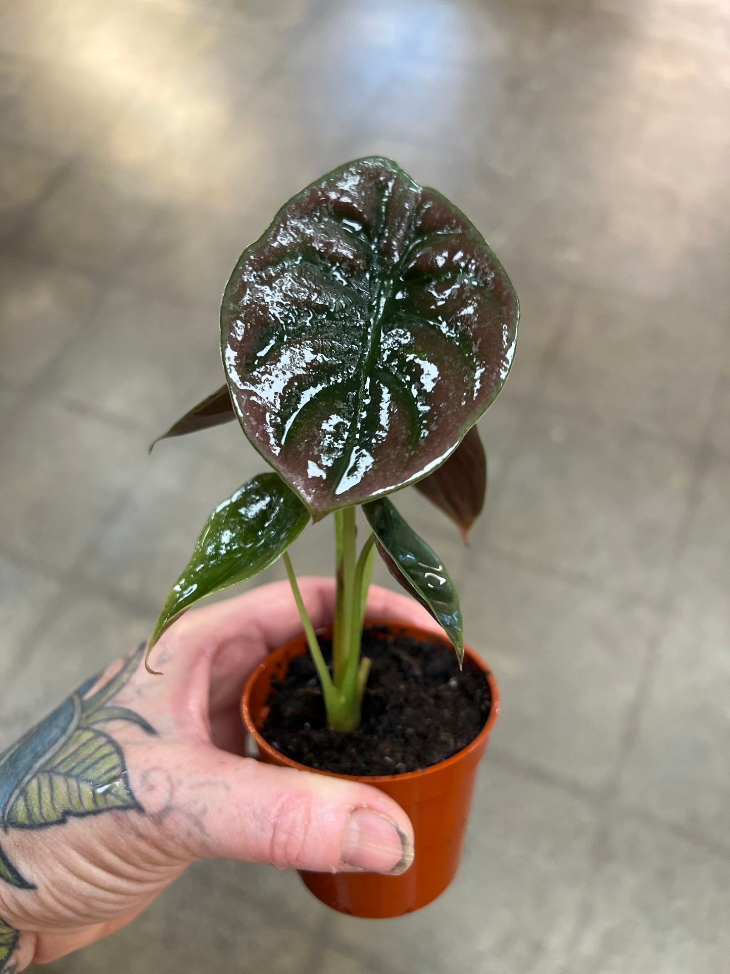 Alocasia Cuprea