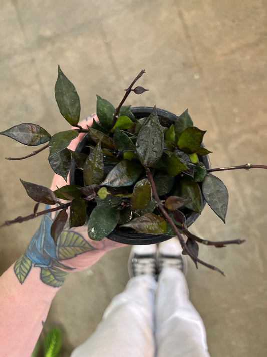 Hoya Krohniana Black