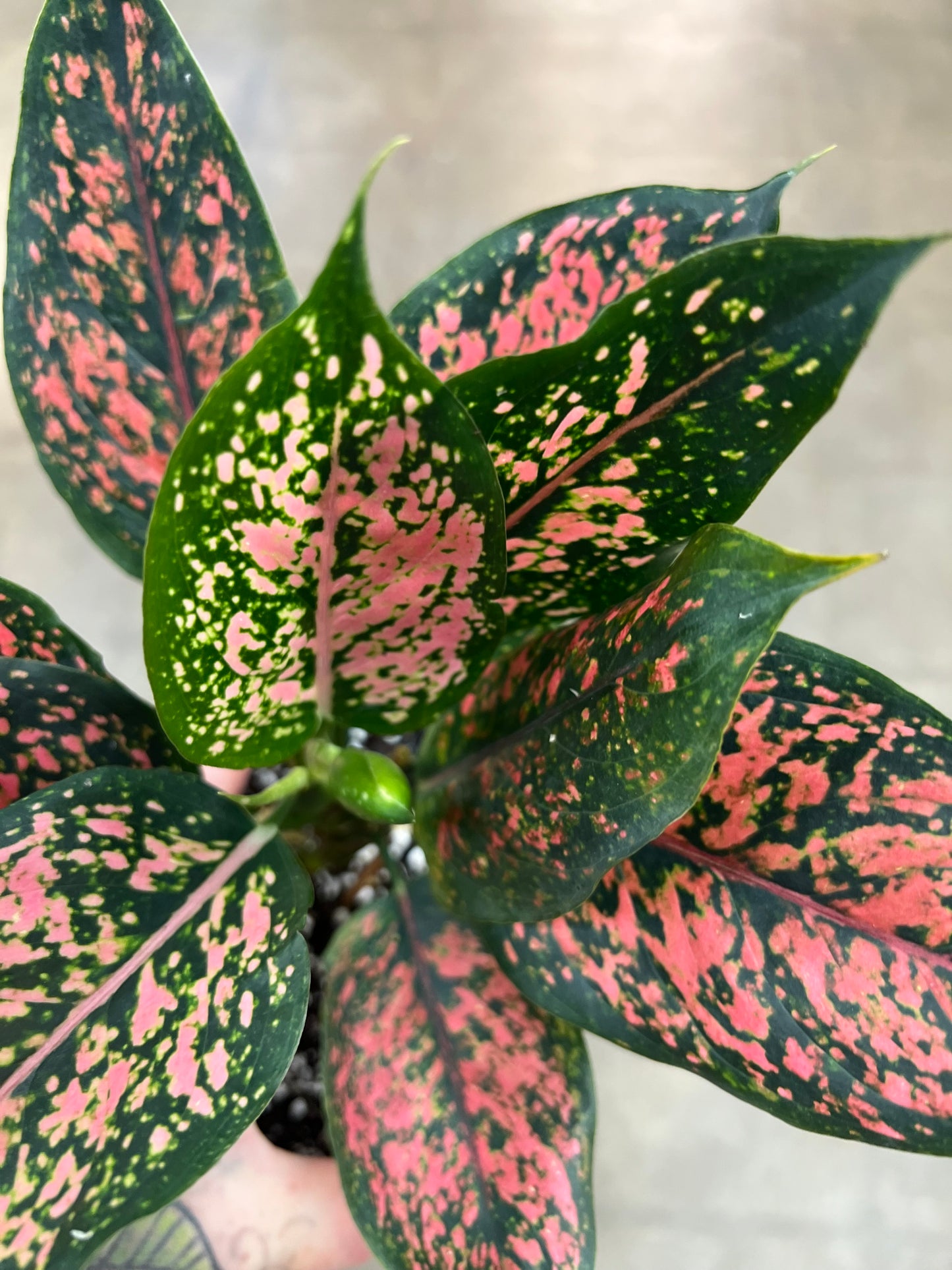 Aglaonema Black Komkom