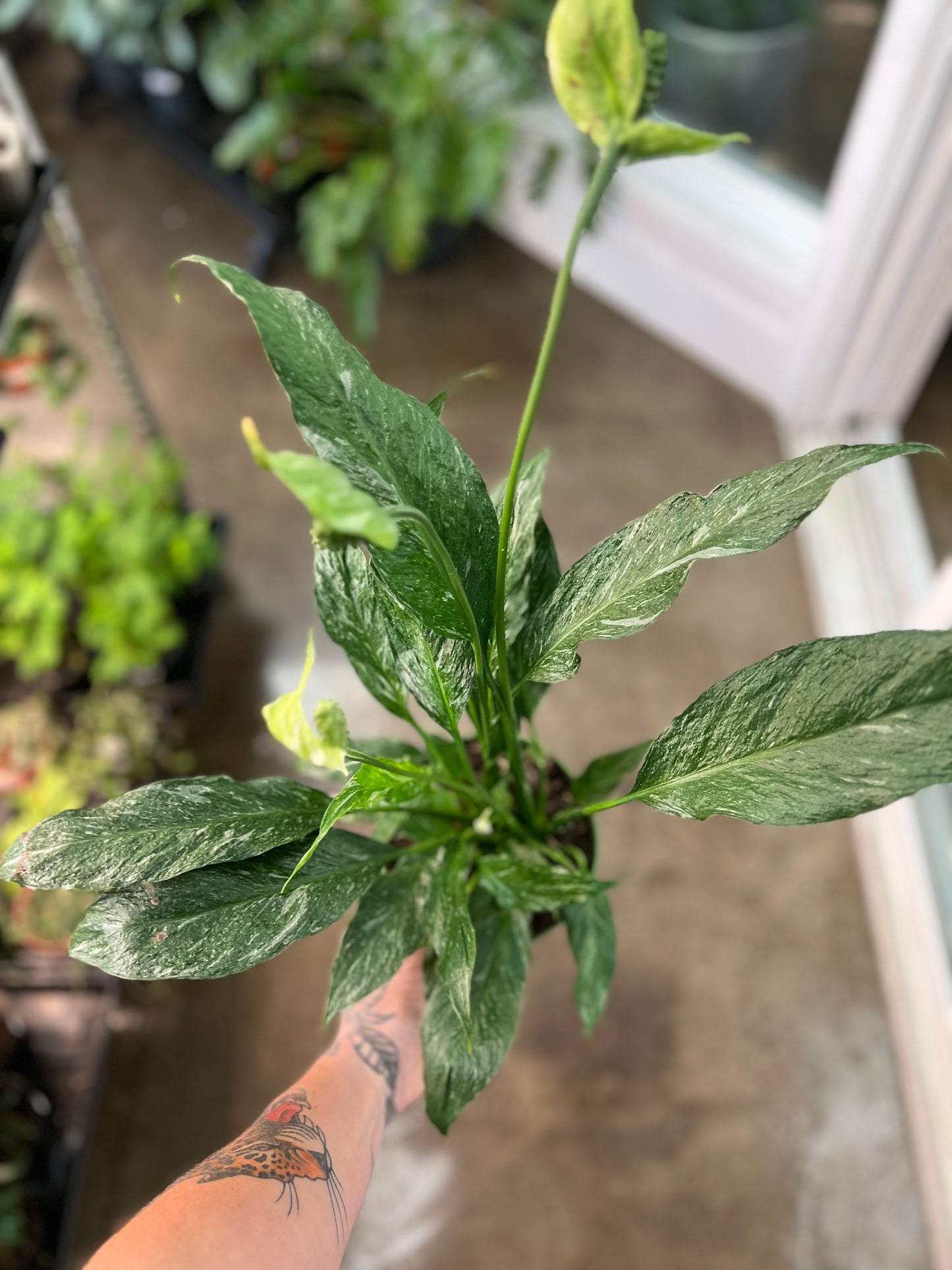 Spathiphyllum Domino Panaché