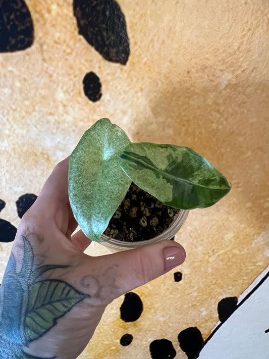 Alocasia Longiloba Forest Mint