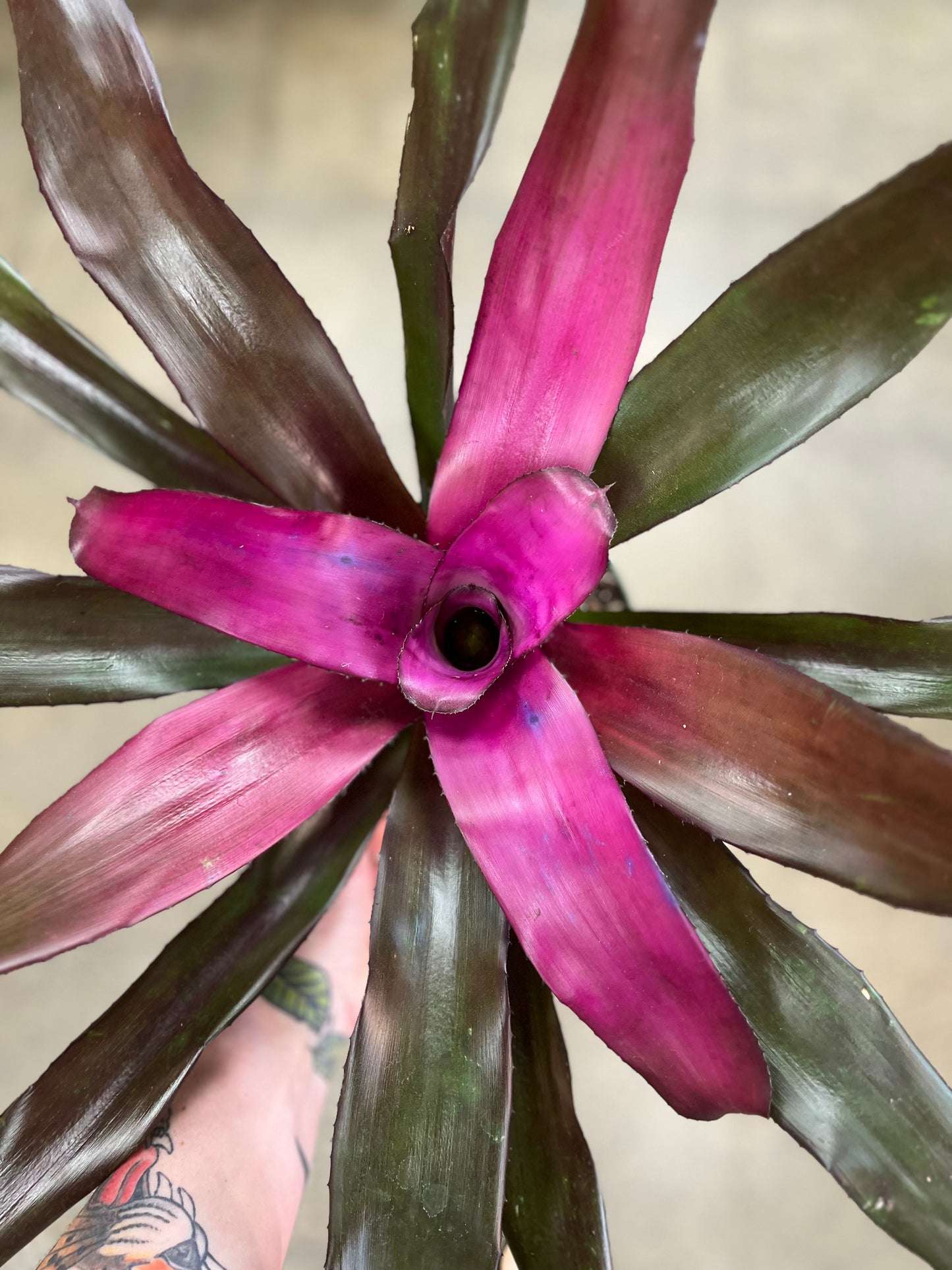 Bromelia Neoregelia Asst.