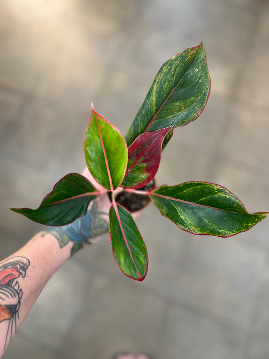 Aglaonema Red Siam