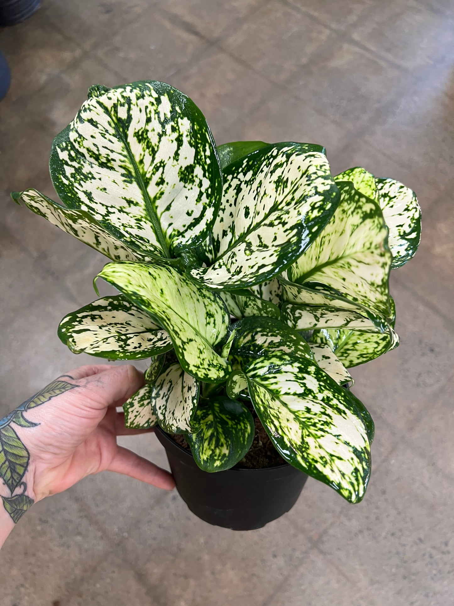 Aglaonema Pearl Variegated