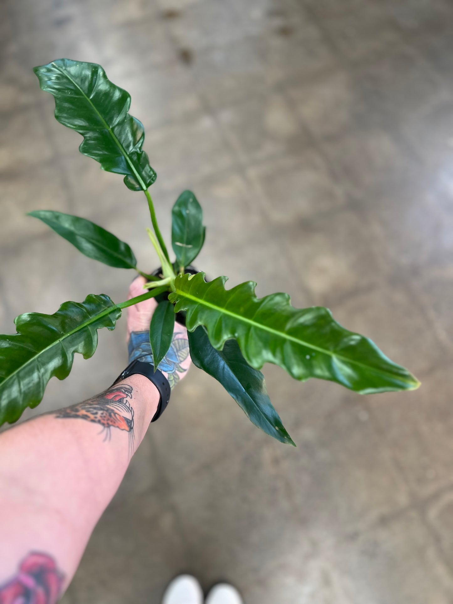 Philodendron Narrow