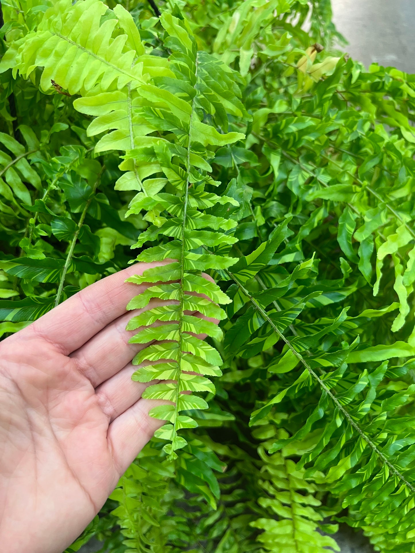 Fern Tiger