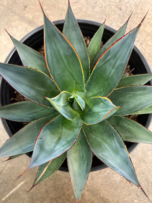 Agave Blue Glow