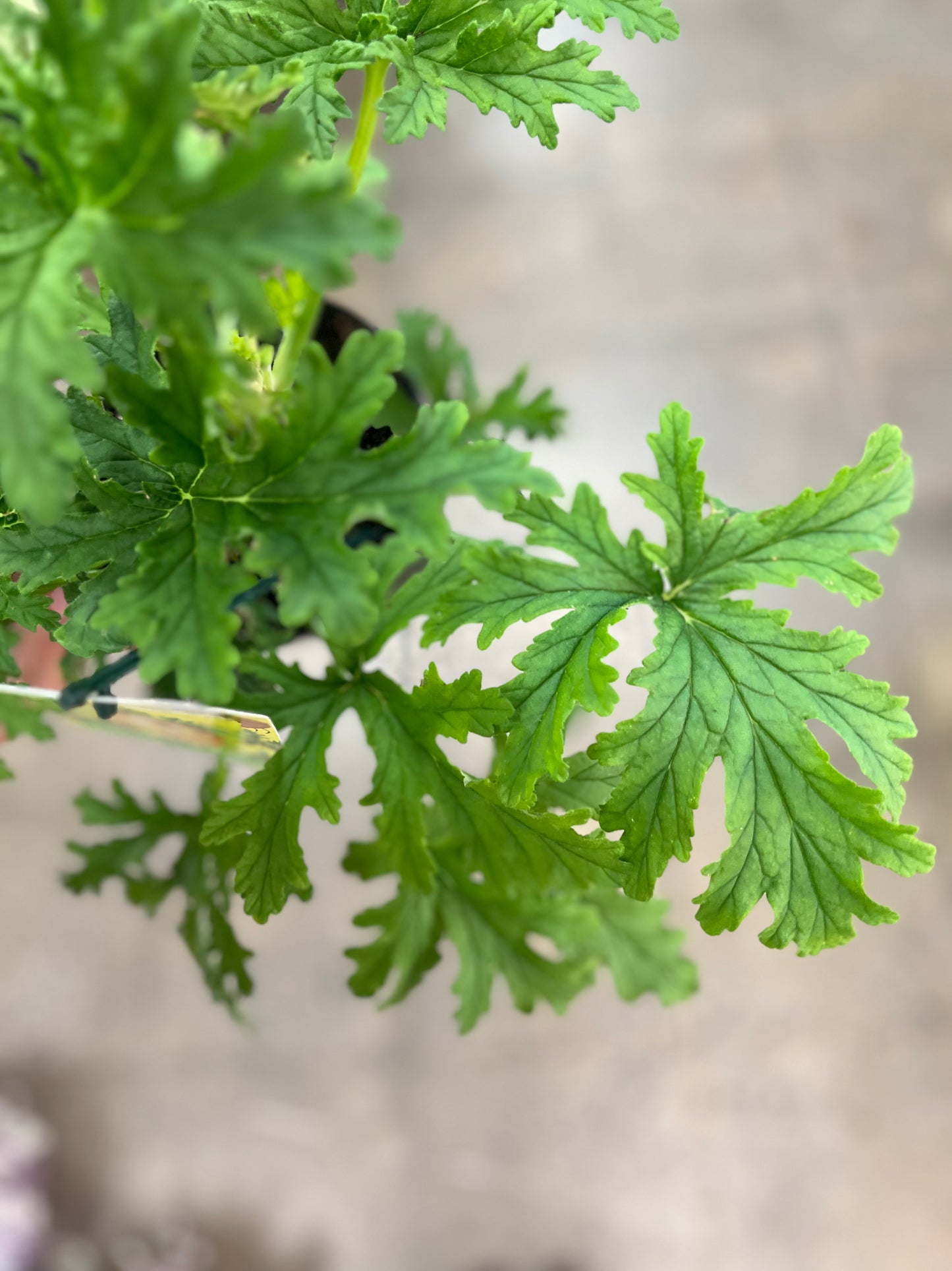 Geranium Citronnelle