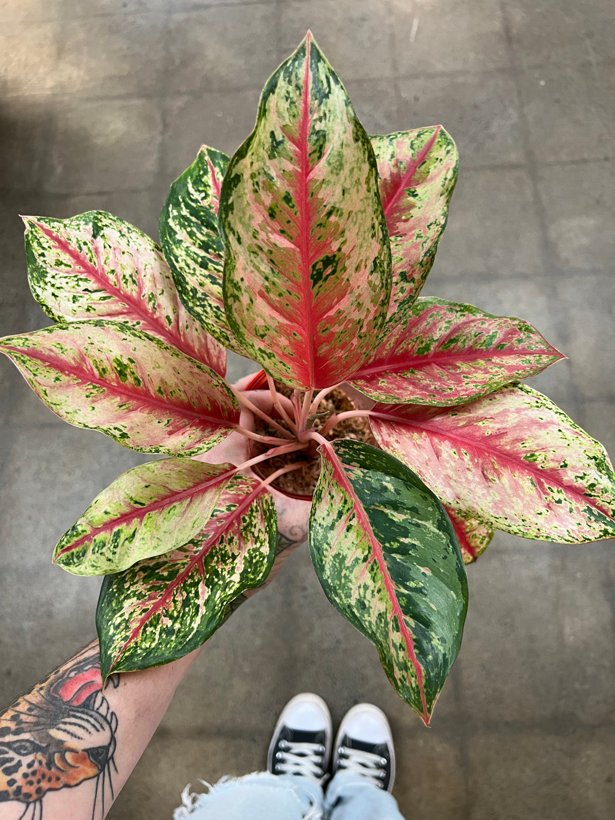10+ Aglaonema Cat Safe Aglaonema 10 Karat – jungleroseinc