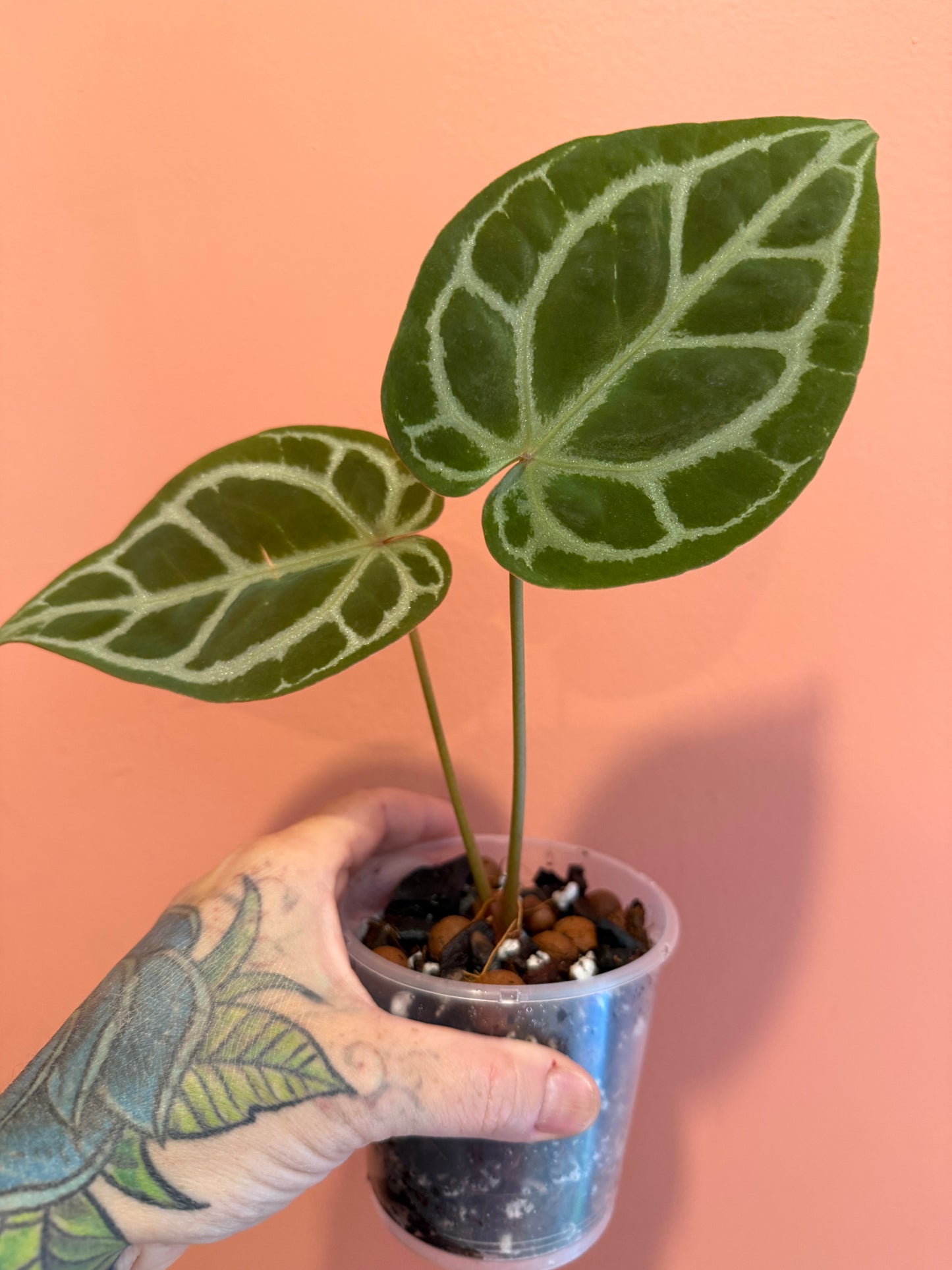 Anthurium (SKG Silver x Red Magnificum) X (Muchlis x Red Crystallinum NSE)
