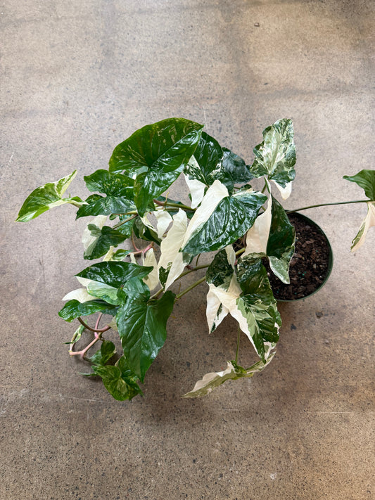 Syngonium Albo
