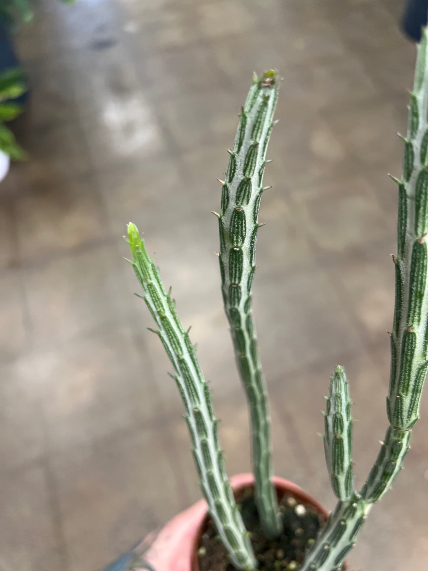 Senecio stapeliformis