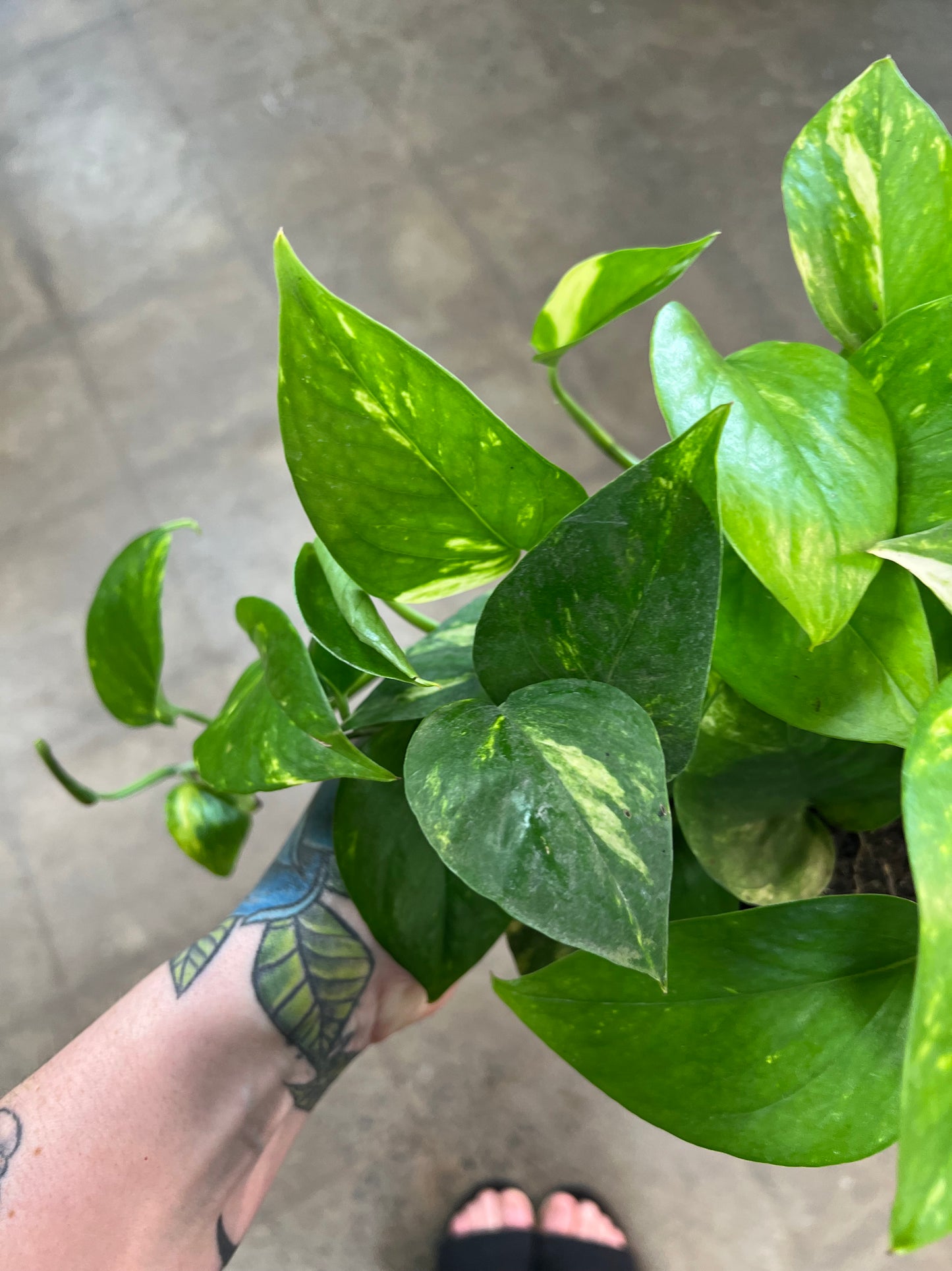 Pothos Doré