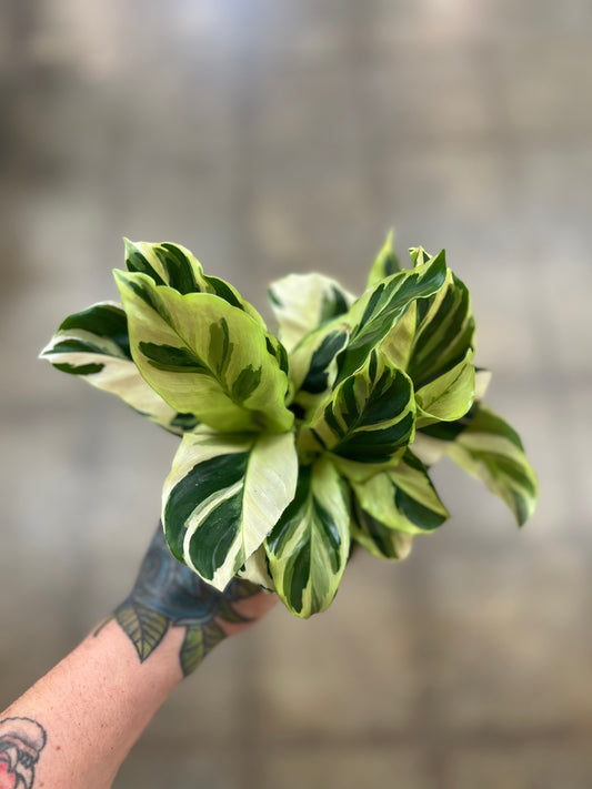 Calathea Yellow Fusion