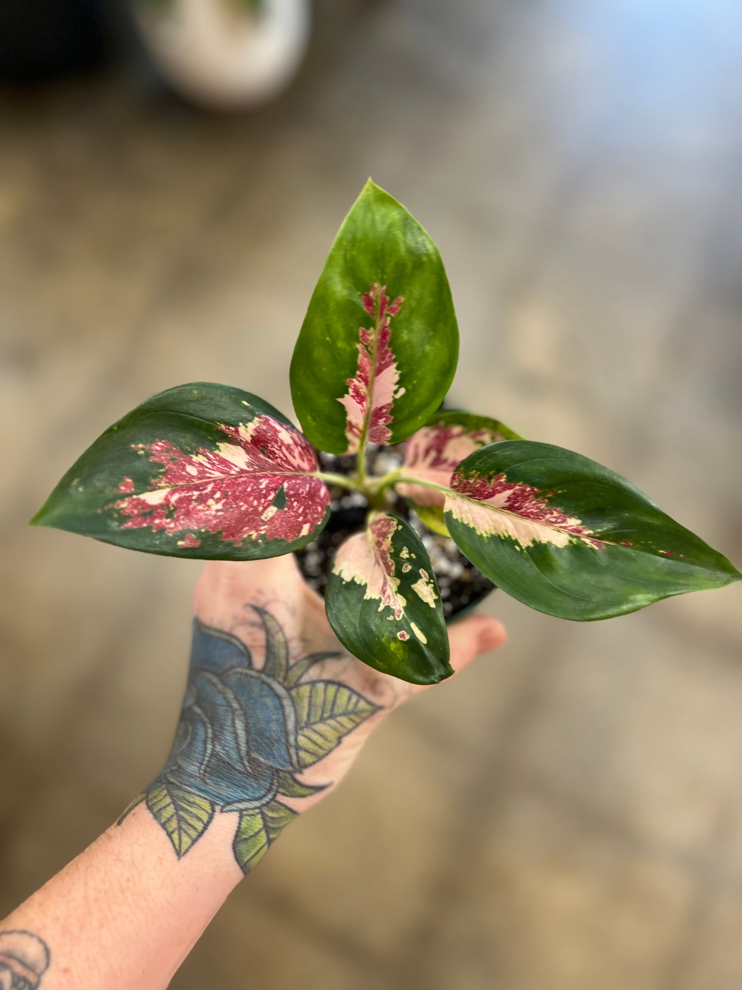 Aglaonema Sutra Tricolor