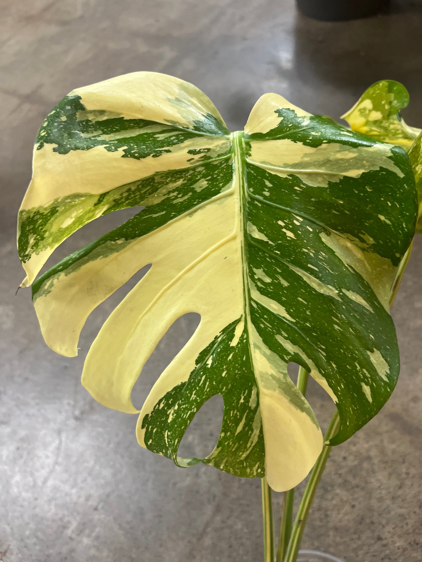 Monstera Crème Brulée
