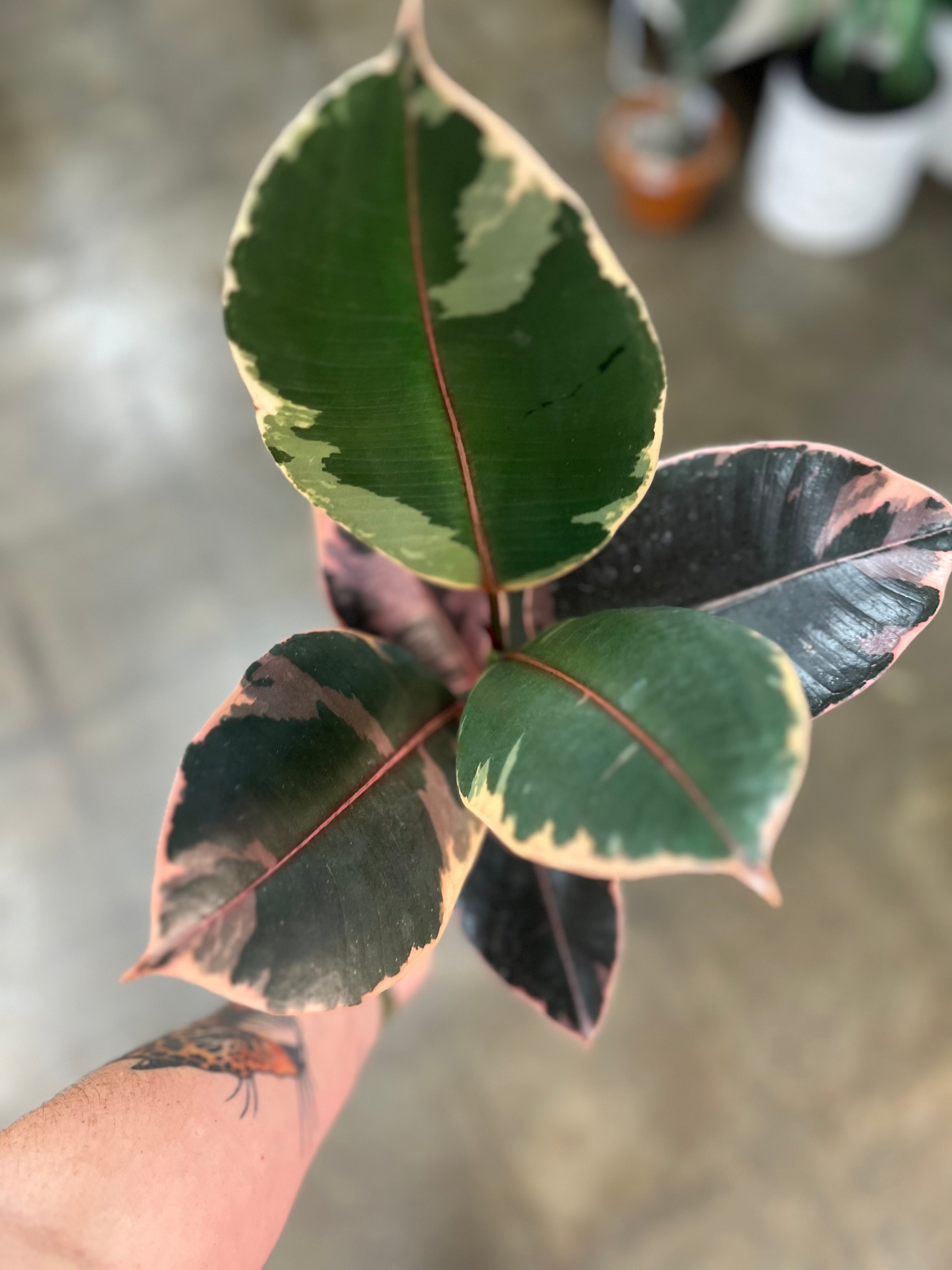 Ruby Ficus Node Ficus Elastica Ruby – jungleroseinc