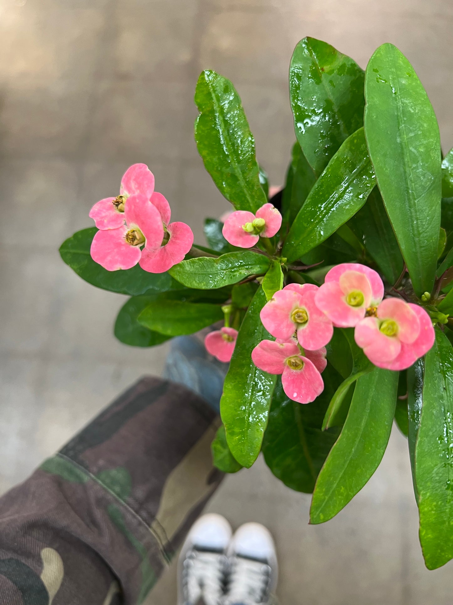 Euphorbia Milii Pink