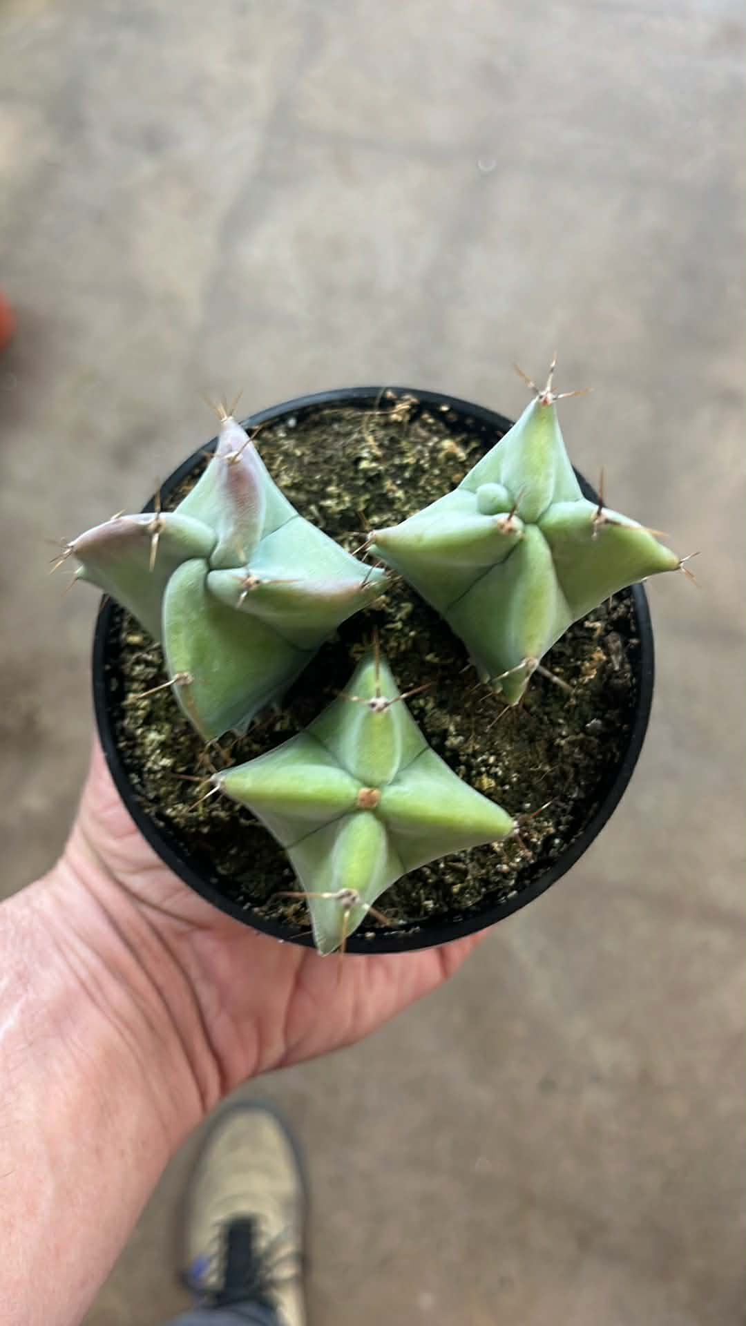 Stenocereus Pruinosus