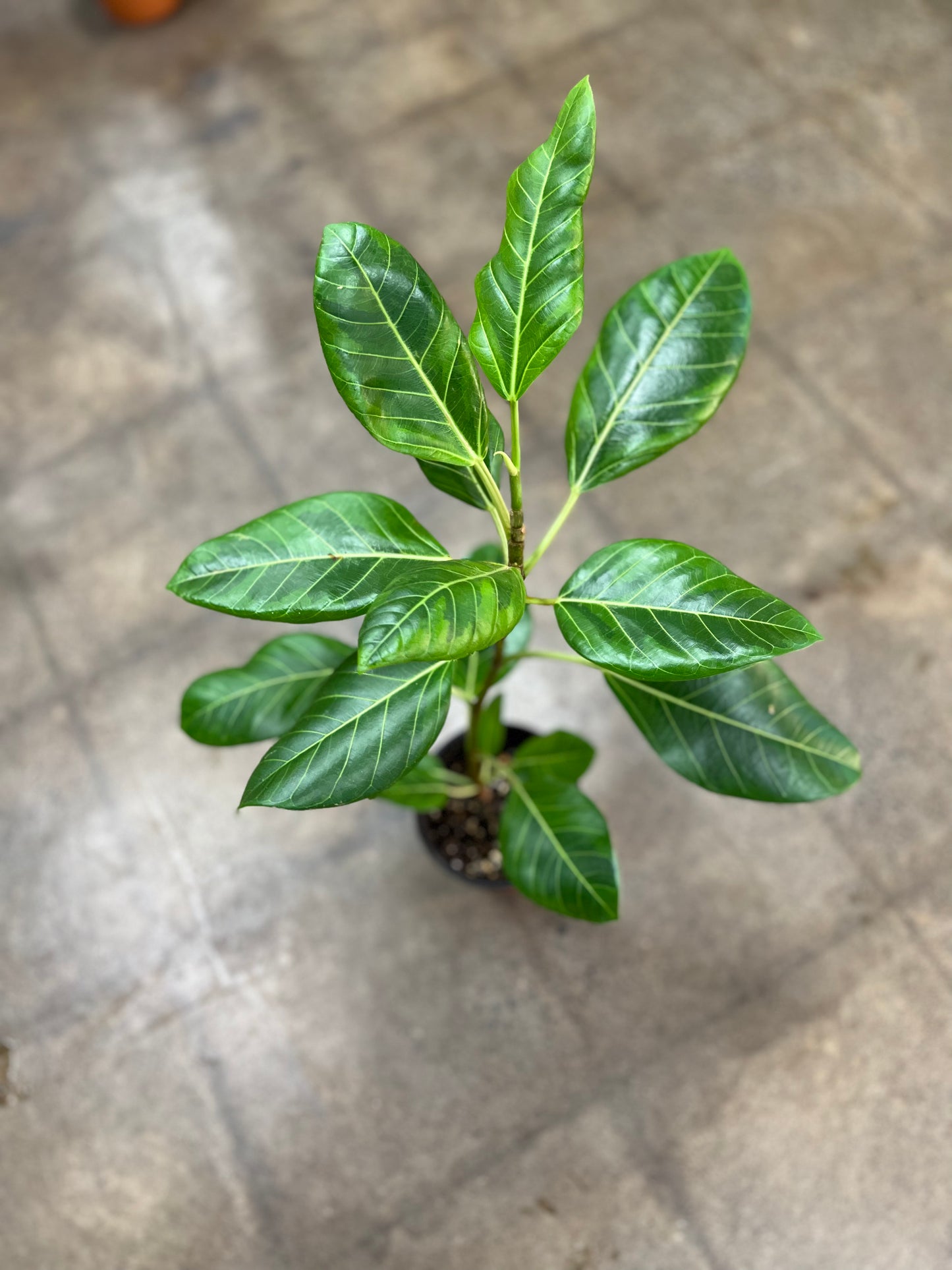 Ficus Altissima