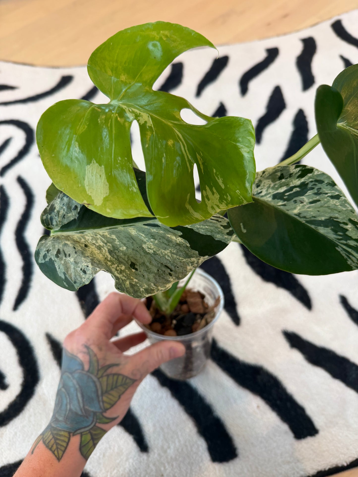Monstera Bulbasaur #13